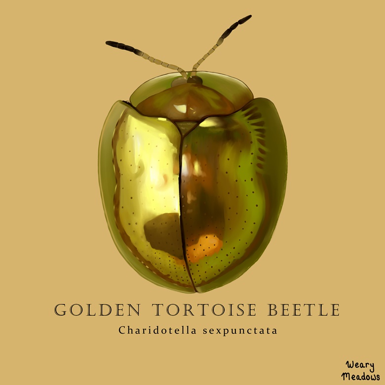 Golden Tortoise Beetle Printable Wearymeadows S Ko Fi Shop Ko Fi