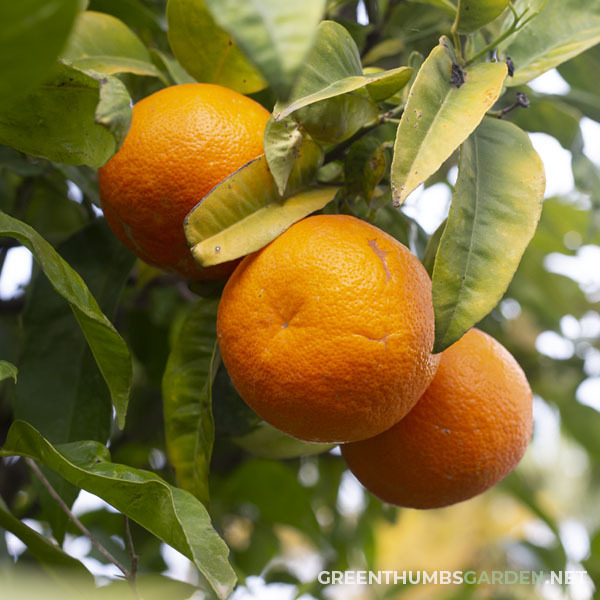 The Seville Orange Bitter Orange Citrus Aurantium Seed Packet