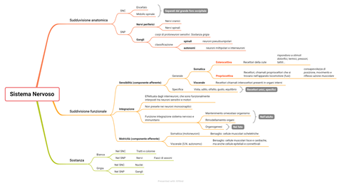 Mappe Di Neuroanatomia Med Vittoria S Ko Fi Shop Ko Fi Where