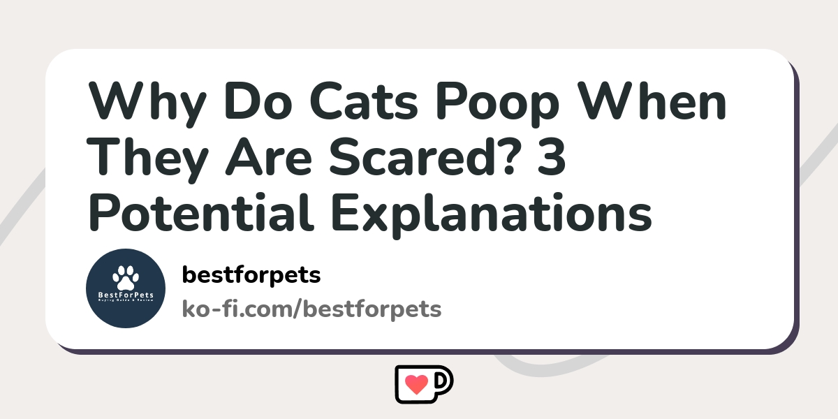 Why Do Cats Poop When They Are Scared? 3 Potential Explanations Kofi