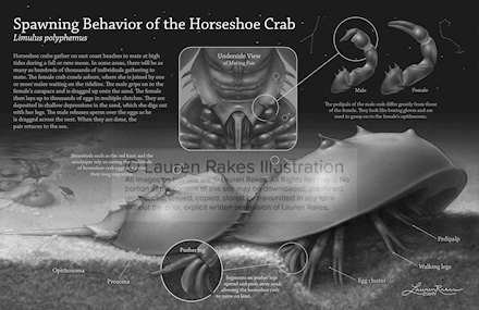 Spawning Behavior of the Horseshoe Crab