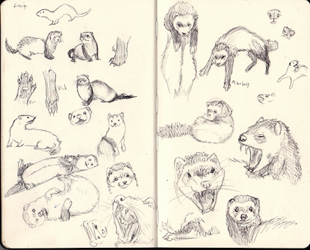 Ferret Sketches
