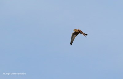 Cernícalo vulgar (Falco tinnunculus), hembra
