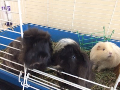 The guinea pig family