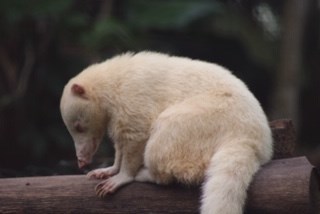 Albino white-nosed Coati (Nasua narica)