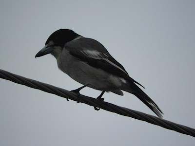 Minor Bird