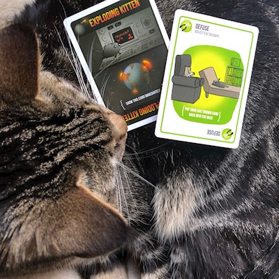 Ollie and Exploding Kittens