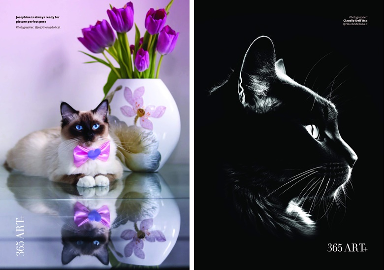 CATS HANNS REICH フォトグラファーによる猫の写真を集めた作品集 最 安値 価格本・雑誌・漫画 - CATS HANNS REICH