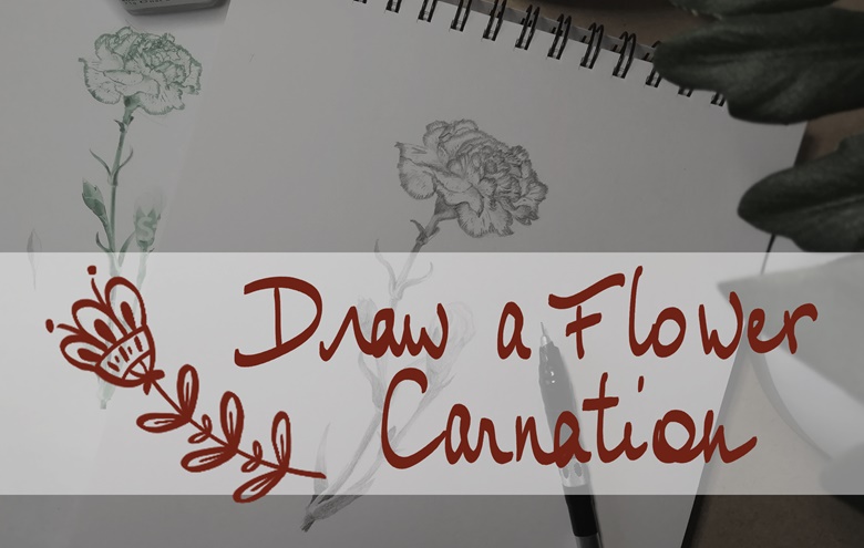 Carnation Drawing - How To Draw A Carnation Step By Step