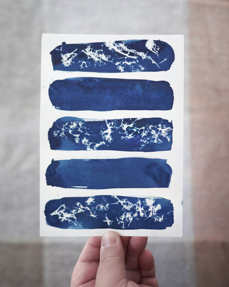 mossy-cyanotype-3-kit-felis-s-ko-fi-shop-ko-fi-where-creators-get