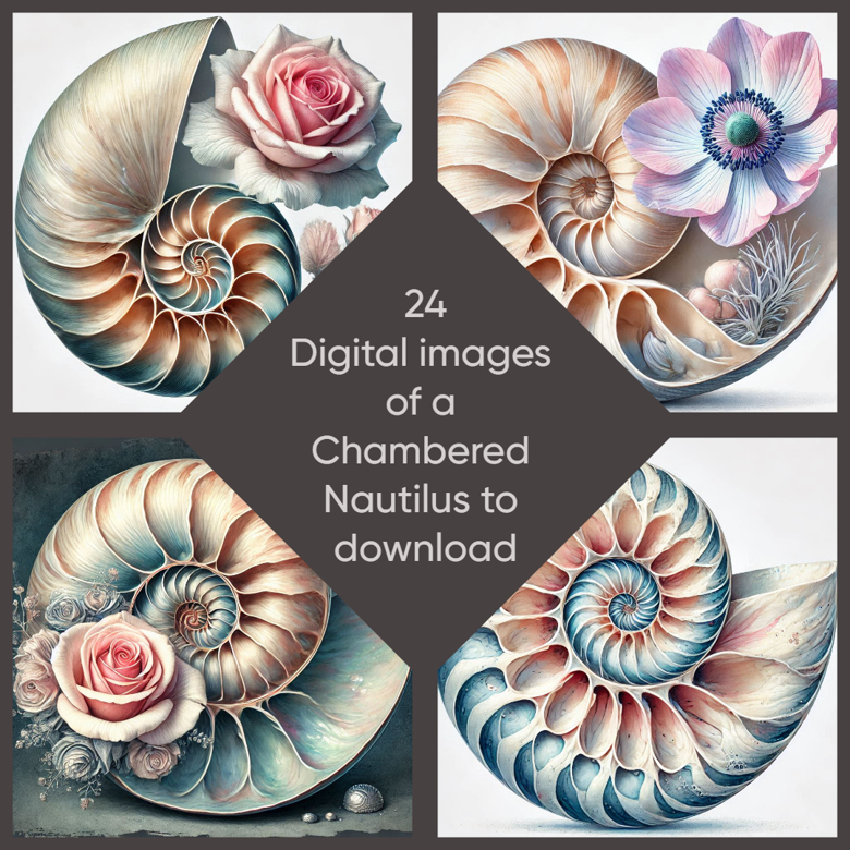 Chambered Nautilus shell with/without flower - AiHes's Ko-fi Shop - Ko ...