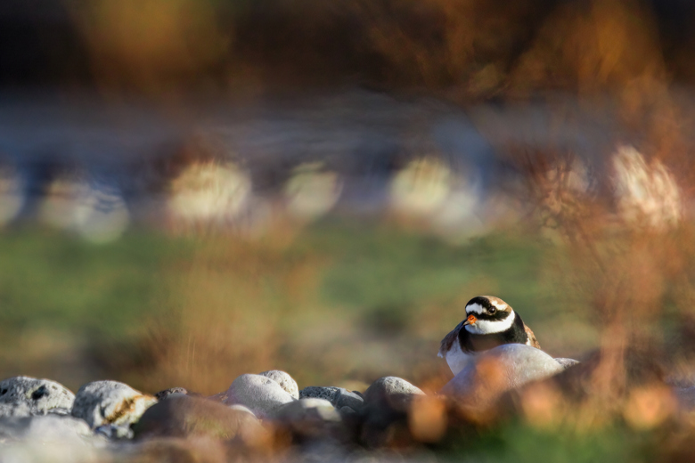 The Ringed Plover | 2024 - Roggio.Wildlife Photography's Ko-fi Shop ...