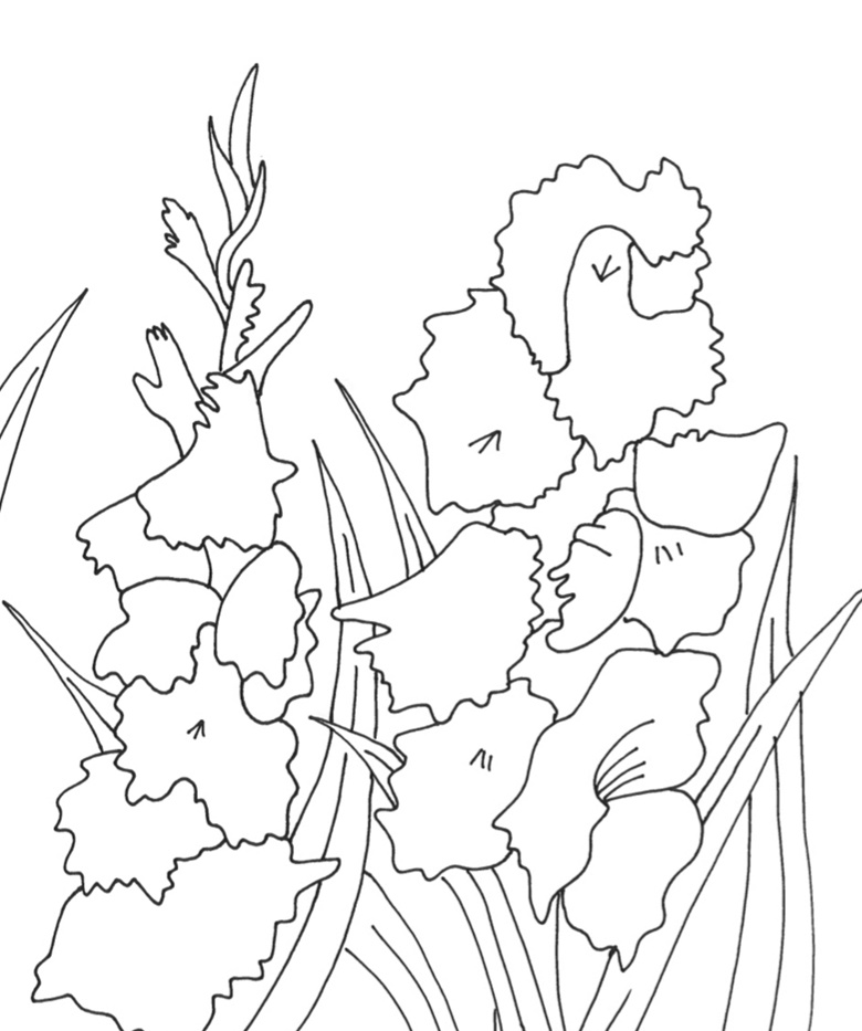 Gladiolus Coloring Page - Expressions by Stephanie's Ko-fi Shop - Ko-fi ...