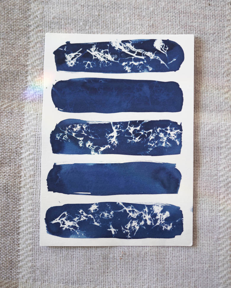 copy-of-mossy-cyanotype-3-kit-felis-s-ko-fi-shop-ko-fi-where