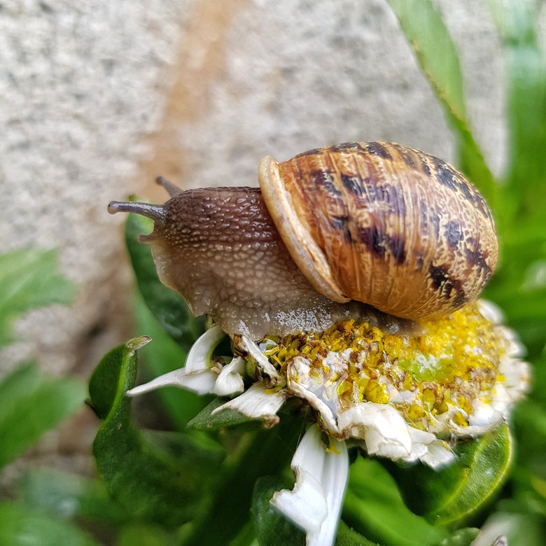 Snail's Pace (Poem) FridayMotivation Kofi ️ Where creators get