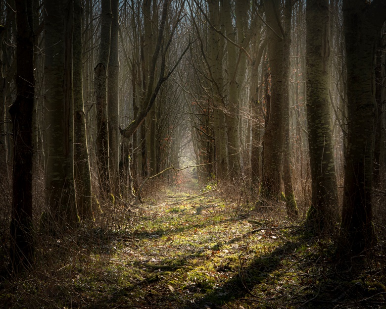 A Path to walk - Shropshire Photography - with Kim White's Ko-fi Shop ...