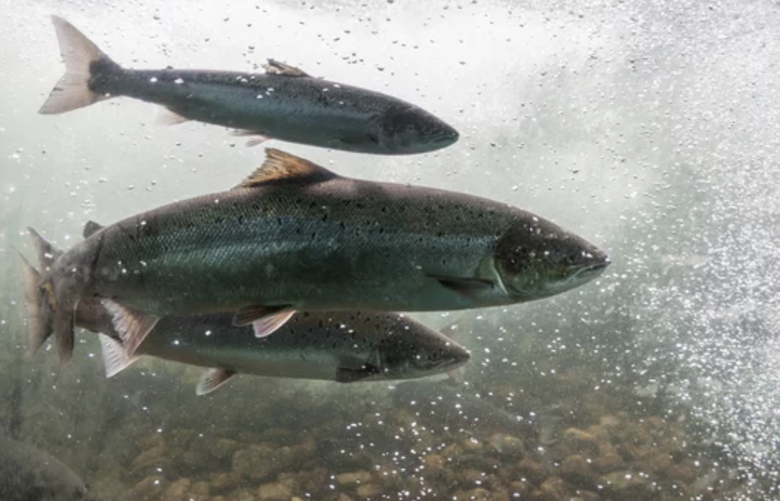 Exploring the Thrills of Salmon Fishing in Portland, Oregon - Ko