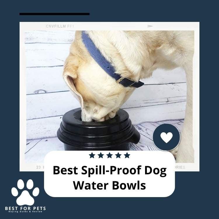 The Complete Guide to Dog Water Dishes