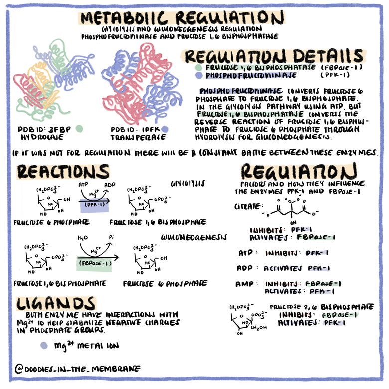 Biochemistry Digital Collection Ed 1.0 - Doodles in the Membrane 's Ko ...