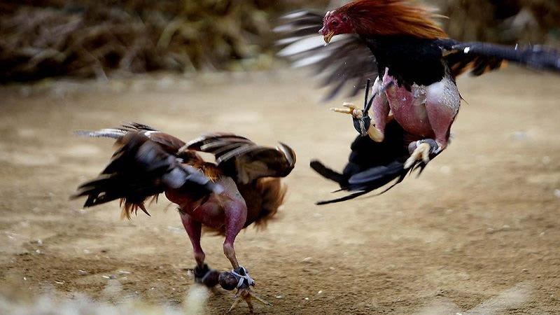 Cockfighting Jun88 Best Cockfighting Betting Site 2024