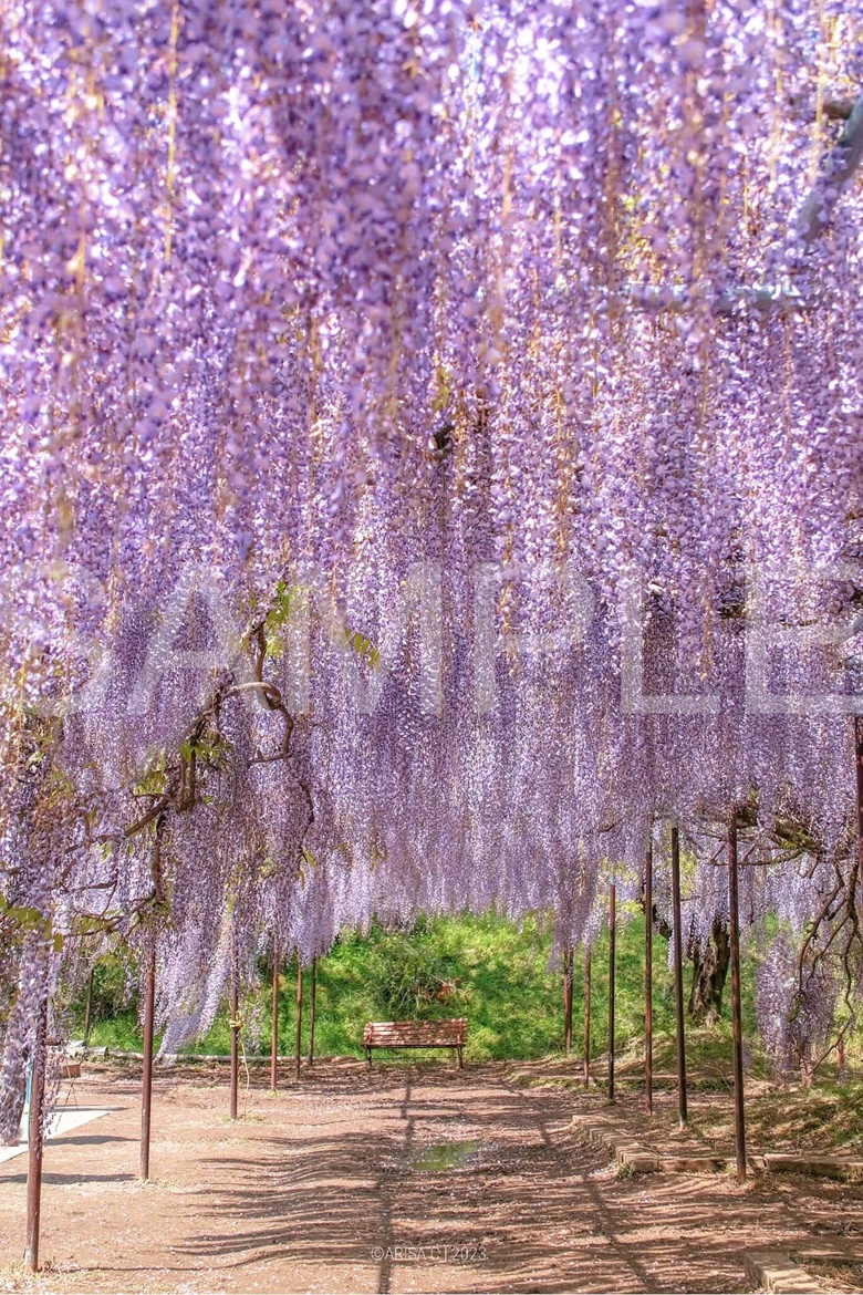 pay-what-you-want-tamba-wisteria-arisa-s-ko-fi-shop-ko-fi