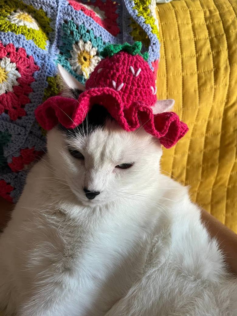 Strawberry cat hat - Susana's Ko-fi Shop