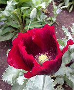 Multicolor Breadseed Poppy Seed Mix - Trailer Park Druid Project's