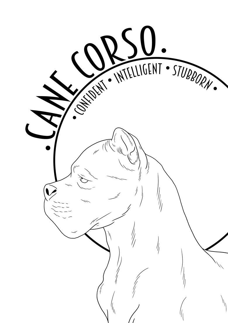 Cane Corso Dimensions & Drawings