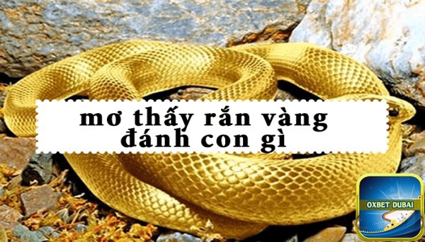 Mơ Rắn Vàng Đánh Con Gì?