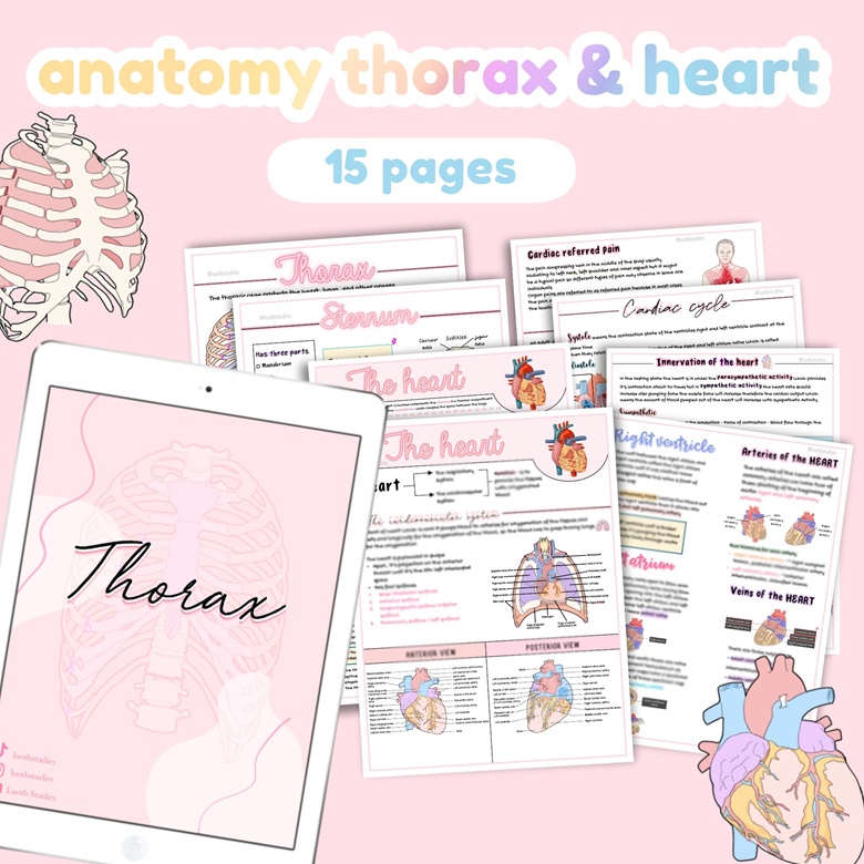 Anatomy Thorax, Heart Notes | Mediastinum, Anatomy Study Notes ...