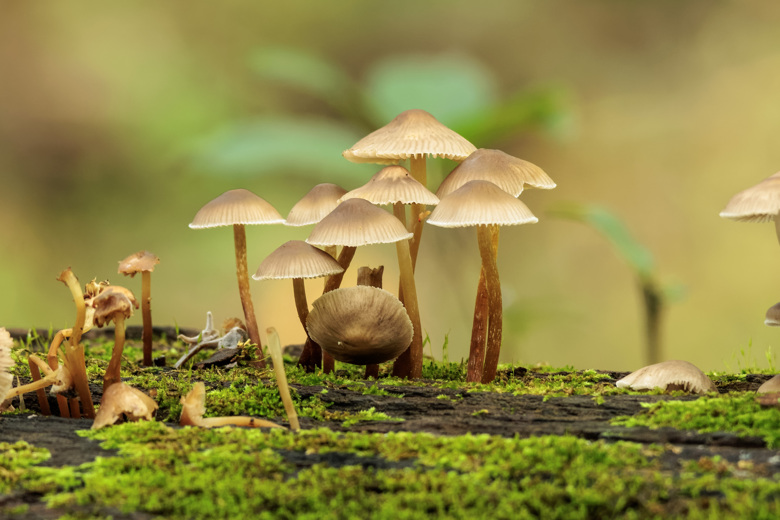 Fungus HD Wallpaper - WallpaperFX