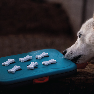Dog Treat Casino Puzzle - Flint's Ko-fi Shop - Ko-fi ❤️ Where