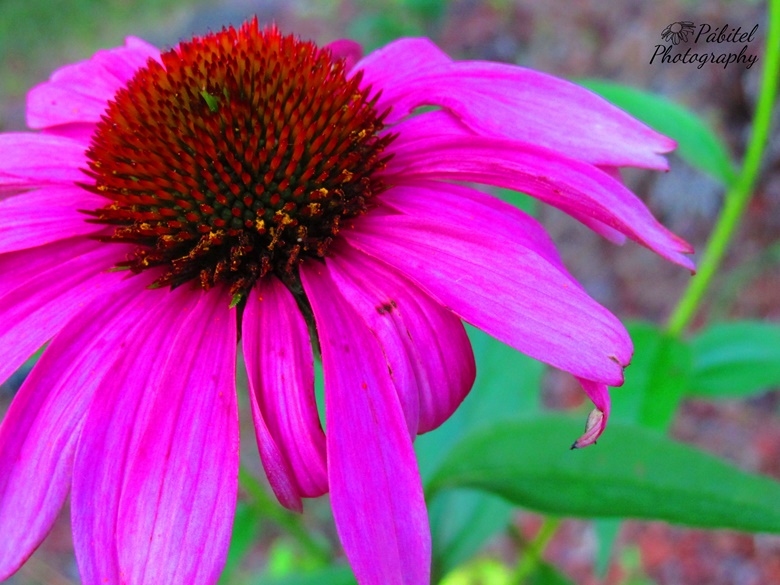 Pink Flowers Photo Nature Photography, Floral Wall Art, Pink