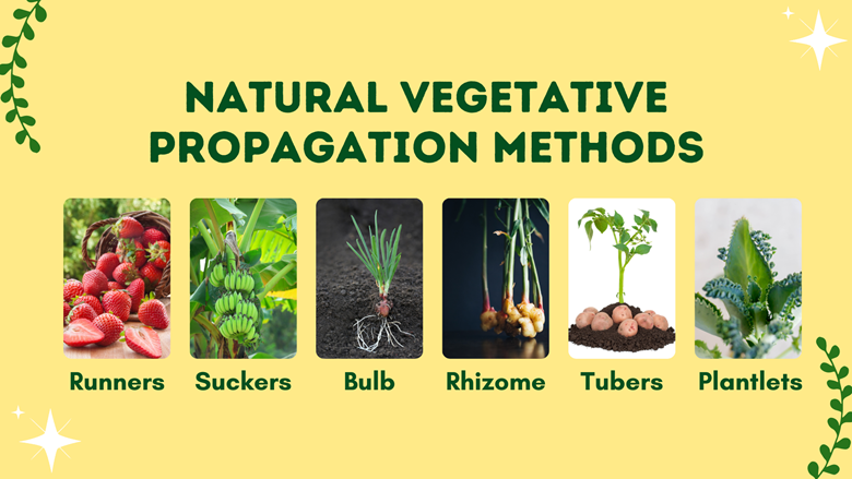 Natural Vegetative Propagation Keet s Digital Technology s Ko fi Shop 