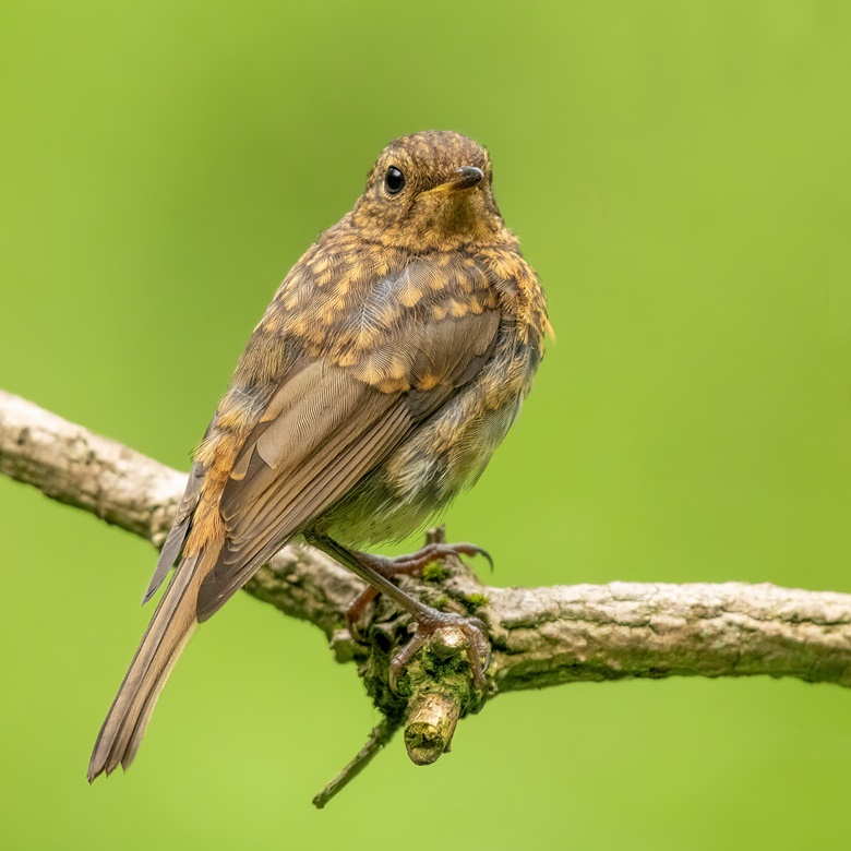 Juvenile Robin Red Breast - John Lindsey Photography 's Ko-fi Shop - Ko ...