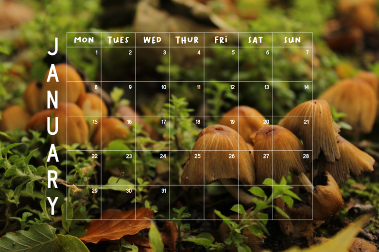 2024 Mushroom Calendar Printable Myths And Monaidhean S Ko Fi Shop   93766651 F7e4 41b1 Affb 92c0793ddec8 2024mushroomcalendar 2 