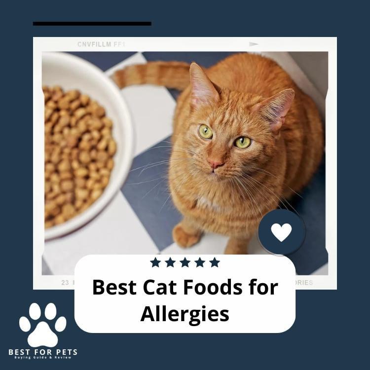 Best cat foods for allergies sale