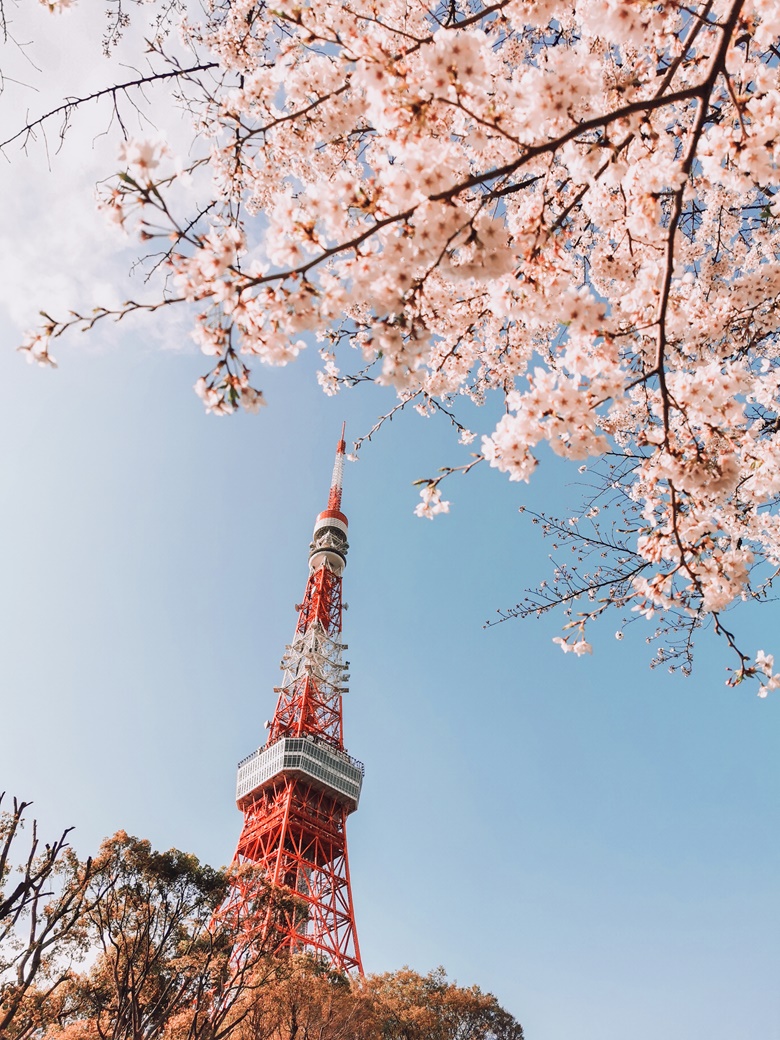 [Pay what you want] Tokyo Tower & Sakura Wallpaper - Ariel Lee's Ko-fi ...