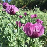 Multicolor Breadseed Poppy Seed Mix - Trailer Park Druid Project's