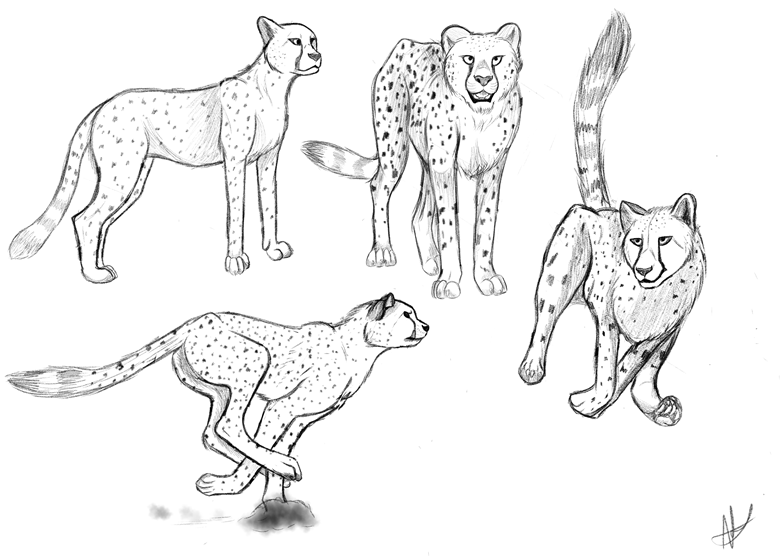 Cheetah Animal Study sketch speedpaint - Ko-fi ️ Where creators get ...