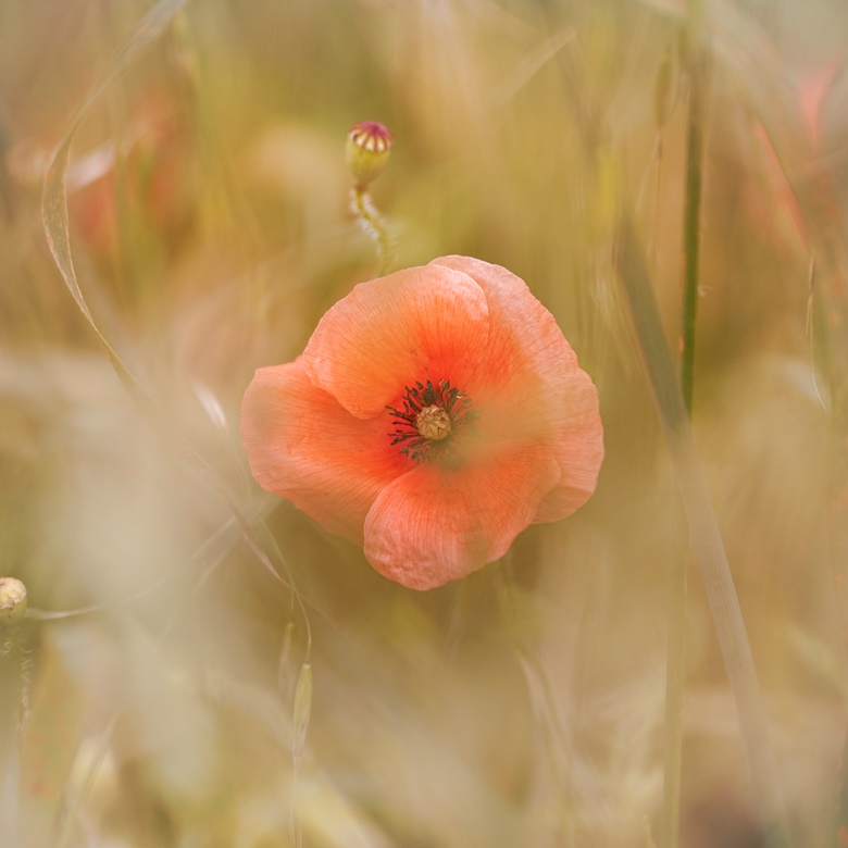 Peeping Poppy - Shropshire Photography - with Kim White's Ko-fi Shop ...