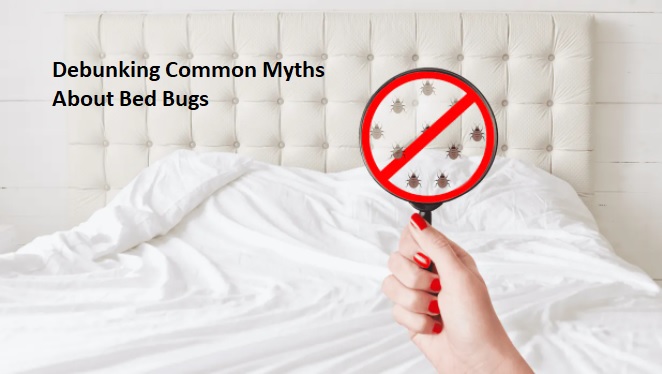 Debunking Common Myths About Bed Bugs - Ko-fi ️ Where Creators Get ...