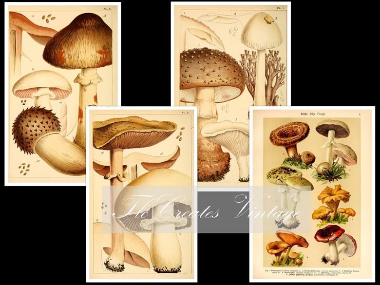 Commercial Use Mushrooms and Fairies (New) - TlcCreatesVintage Junk ...