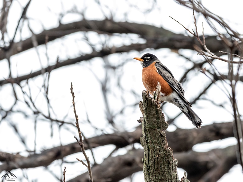 Spiritual meaning of seeing a Red Robin and Blue Jay - Ko-fi