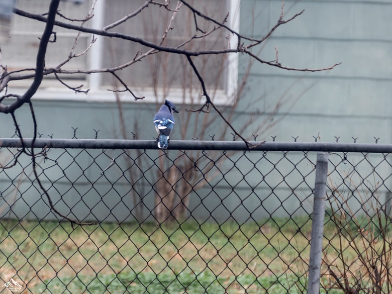 Blue Jay Meets Red Robin (1)