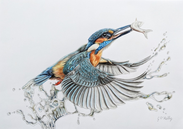 Original A4 colour pencil drawing of a kingfisher - 'A Kingfisher's ...