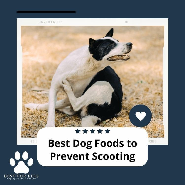 10 Best Dog Foods to Prevent Scooting in 2023 BestForPets Ko