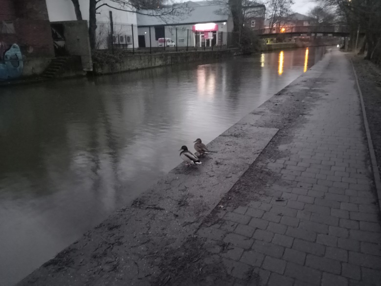 PHOTO Not nice weather for ducks