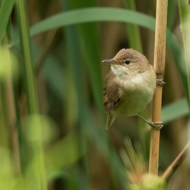 Reed Warbler - John Lindsey Photography 's Ko-fi Shop - Ko-fi ️ Where 