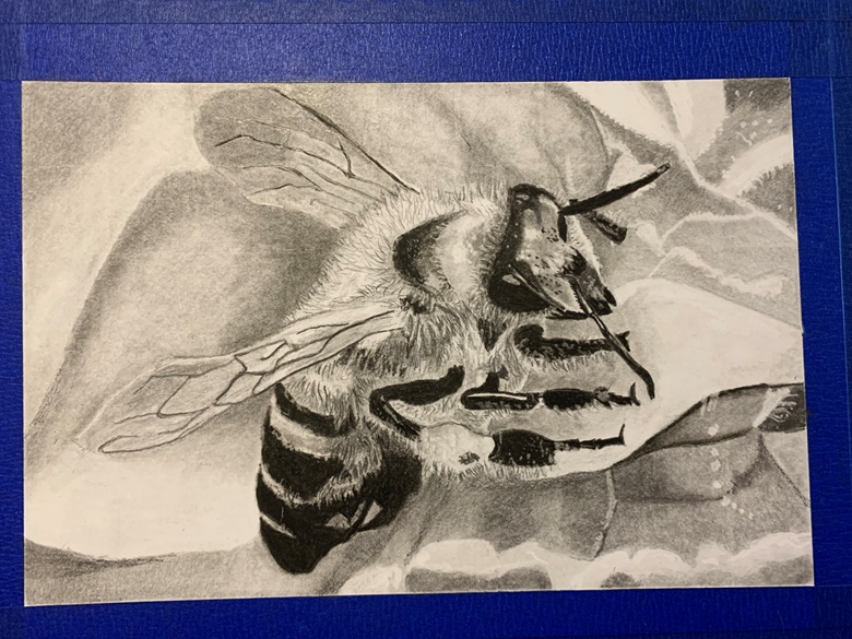 Pencil drawing of a bee on a flower